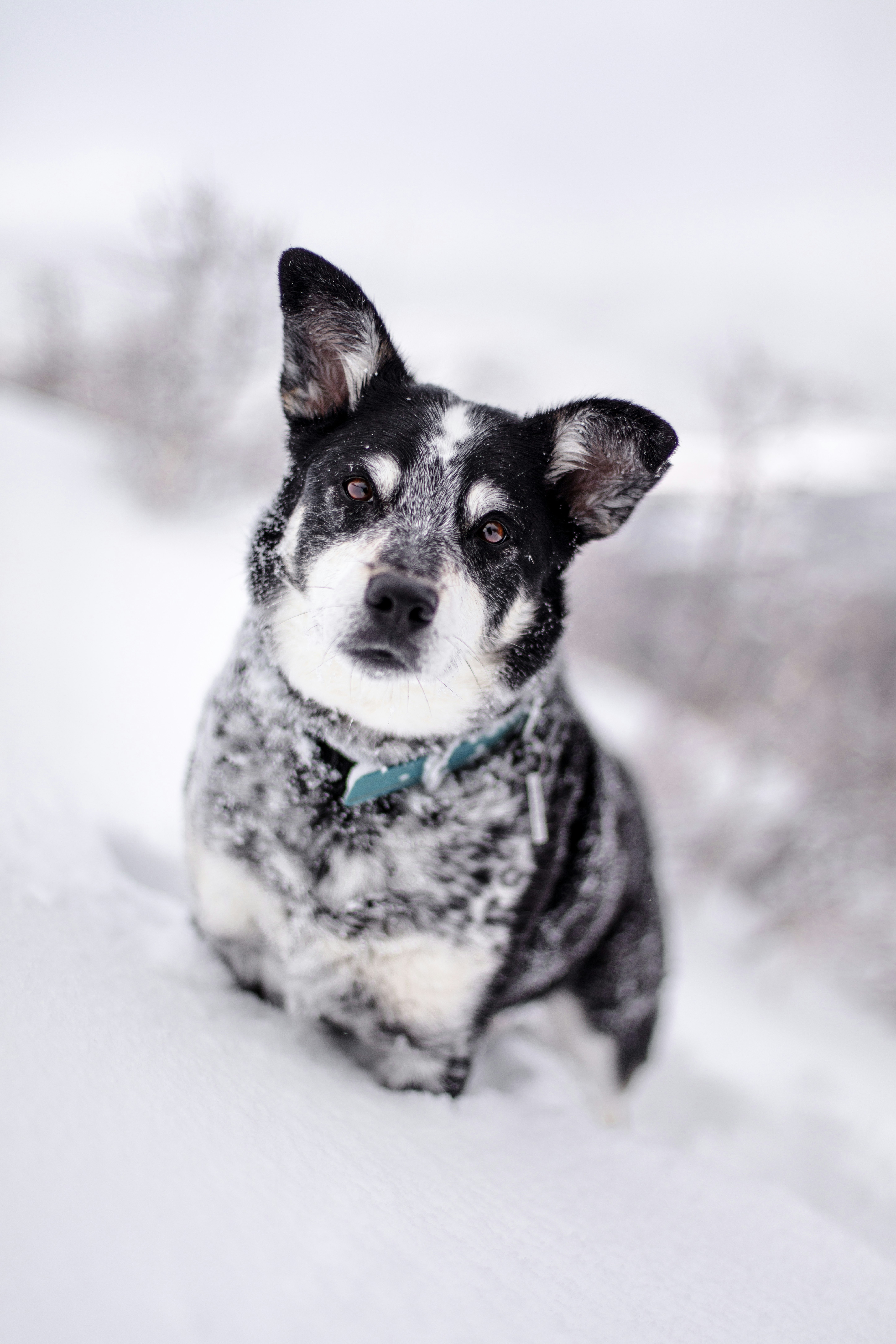 selective focus photography of black and white dog on snow